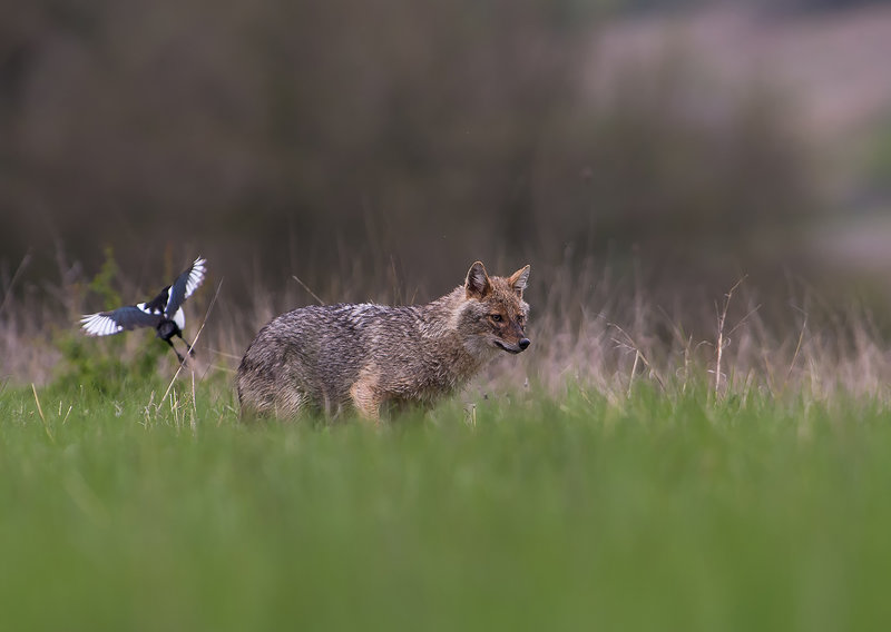Golden Jackal & European ground squirrel photography -NEW-